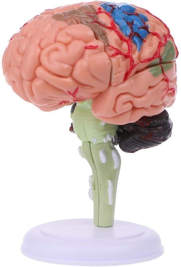 Modèle anatomique du cerveau humain médical en PVC détachable pour l'étude des structures