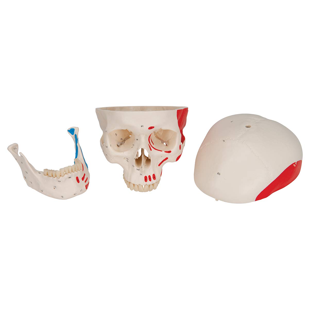 3B Scientific A23 Anatomia człowieka - Klasyczny model ludzkiej czaszki z połączeniami magnetycznymi, kolorowy, 3-częściowy + bezpłatne oprogramowanie anatomiczne - 3B Smart Anatomy (może nie być dostępne w języku polskim), 3-częściowy malowany model czas