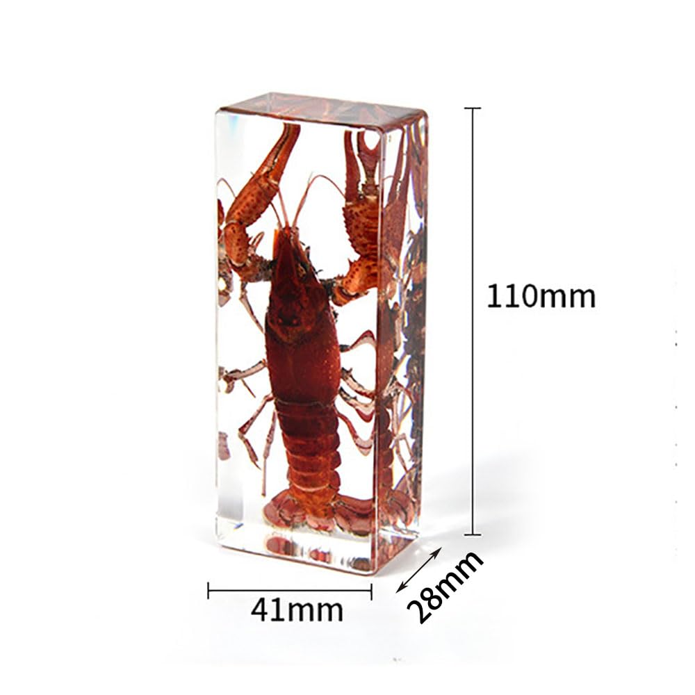 Amazon.co.jp: Lllunimon 樹脂標本剥製の本物のザリガニ、科学的