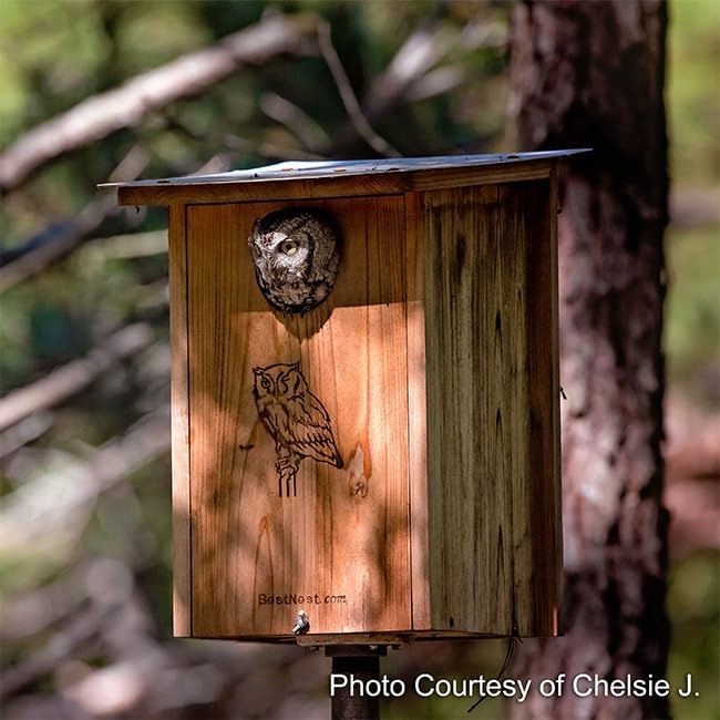 BestNest Premium Screech Owl & Kestrel House – 3" Entry, 18" Tall Nesting Box for Small Owls & Raptors, Durable Wood Construction, Predator-Resistant Design for Year-Round Outdoor Use