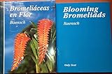Blooming Bromeliads