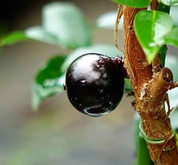 519VUMqGM8L._AC_UF350,