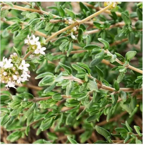 Esprit Provence, Thym (French Provence Thyme) in Lidded Decorative Tin, .88 oz (25 g), Imported