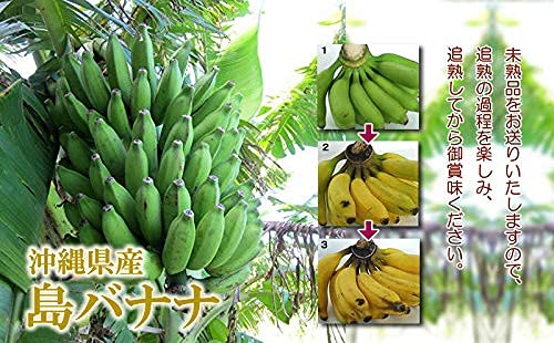 沖縄県産 ミニ島バナナ(小笠原種)Ｂ品 約10kg【常温便】1 Amazon.co.jp: 沖縄県産 島バナナ(小笠原種) (約500g相当分) 甘みと