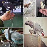 ebamaz Edelstahl Papageien Fußkette für kleine mittelgroße und große Vögel für Haustier-Training(Nr. 12 (11,5 mm))
