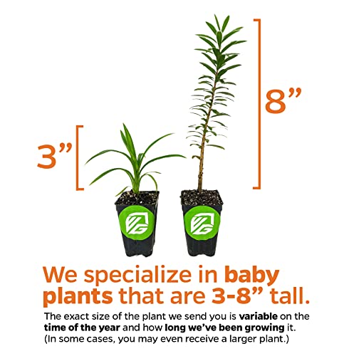 'Silver Mist' (Sweetbay Magnolia) Live Plant - Magnolia Virginiana - Wellspring Gardens Starter Plant #TOP1