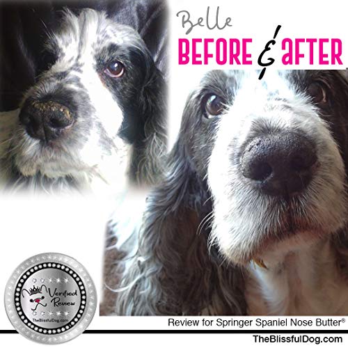 Image of The Blissful Dog Springer Spaniel Unscented Nose Butter, 16oz