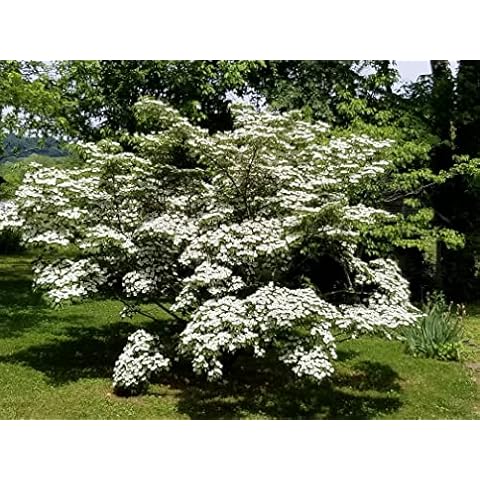 Kousa Dogwood Flowering Tree - Live Plant Shipped 3 Feet Tall by DAS Farms(No California) Cover