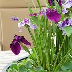 Bloomique - Set de 3 - Iris kaempferi - Lirio japo...: El Iris 'Kaempferi' también se conoce como Iris japonés y es una planta acuática que prefiere estar cerca del agua. La planta es reconocible por las largas hojas con hermosas flores moradas que sobresalen Esta es una planta muy fácil que requiere poc...