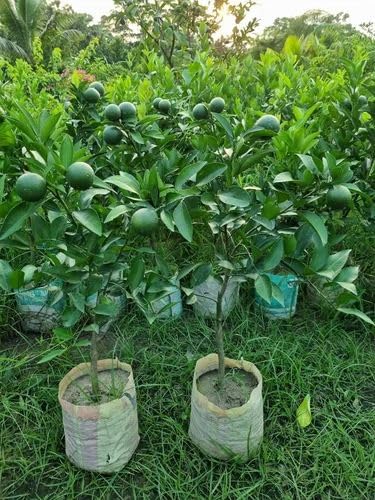 Image of GreenWorld Special All Time Sweet Big Size Vietnam Yellow Malta /Mosambi (GRAFTED) Live Plant,Lemon Plant,''Fruit After 1 Year''