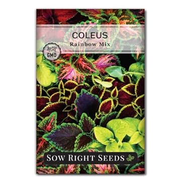 Top Indoor Plant Seeds That Will Transform Your Home Garden 1 best indoor plant seeds to grow
