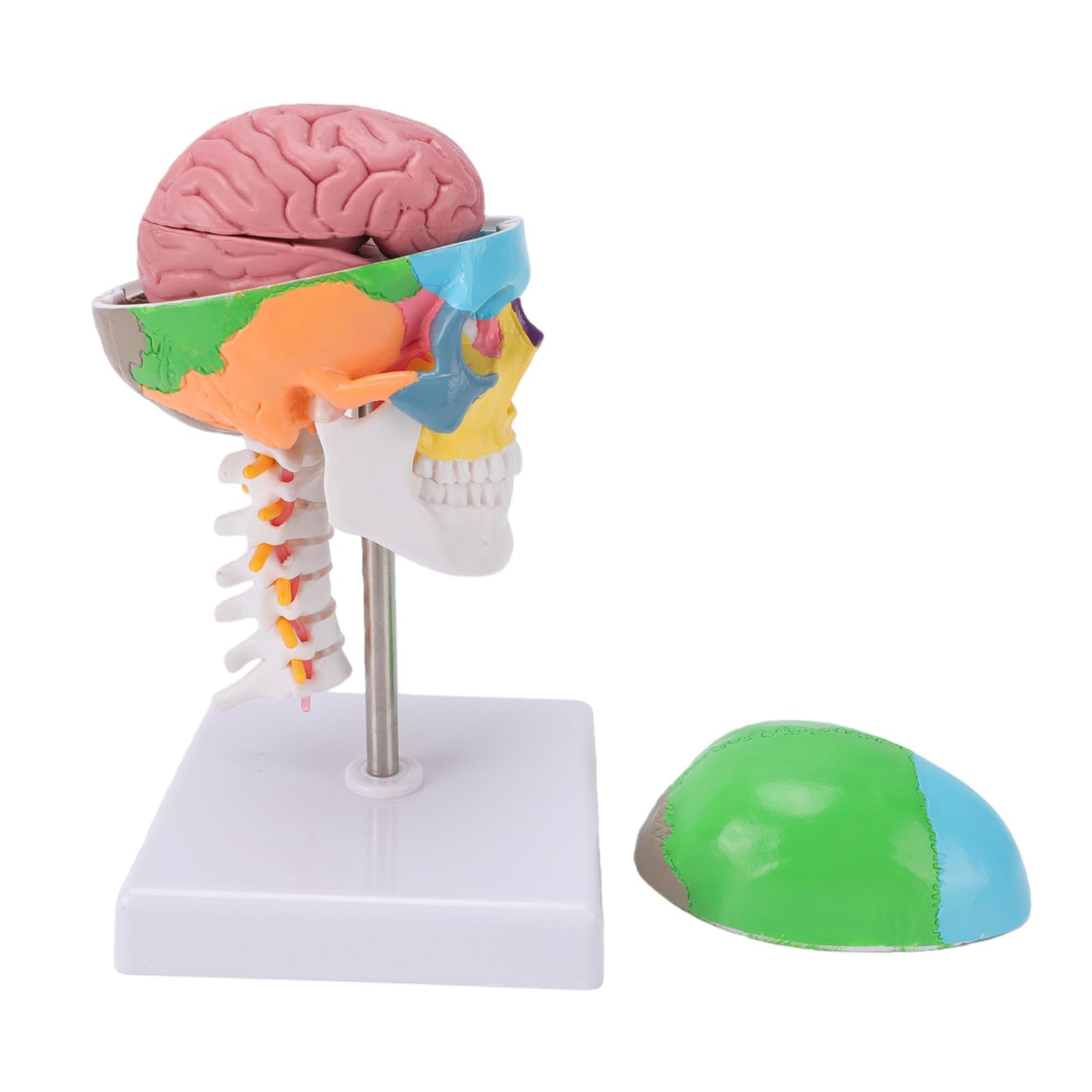 Generic Model Czaszki z Mózgiem i Kręgosłupem Szyjnym, Magnetyczna Zdejmowana Nasadka, Stabilna Podstawa, Praktyczny Sprzęt Dydaktyczny dla Studentów Kierunków Artystycznych, materiał PVC
