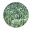 Evergreen + Eucalyptus