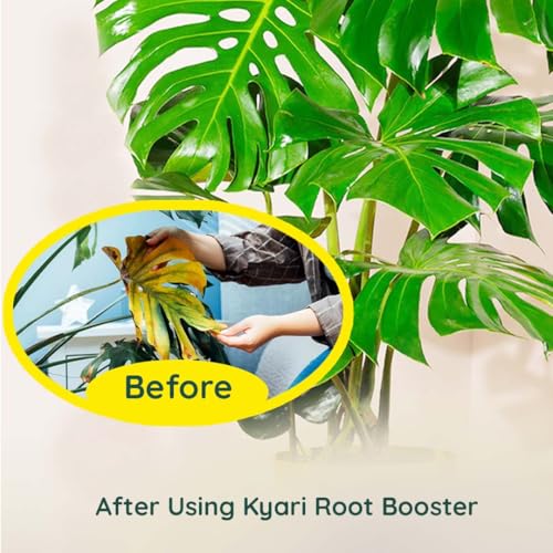 Image of Kyari Root Booster Hormone 250 ml for Fast root development