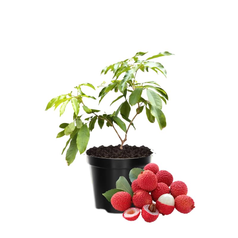 Lychee Fruit Tree Live Plant, Lychee Plant Live, Tropical Tree Plant Gardening Indoor Outdoor, from 6 to 9 Inches Long