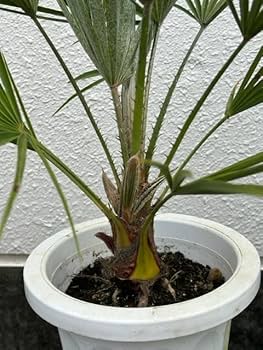 Amazon.co.jp: チャメロプス （チャボトウジュロ） 幹太 8号鉢