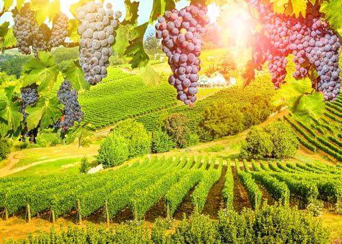 Toile de fond de vignoble pour éliminer les reflets en studio photo