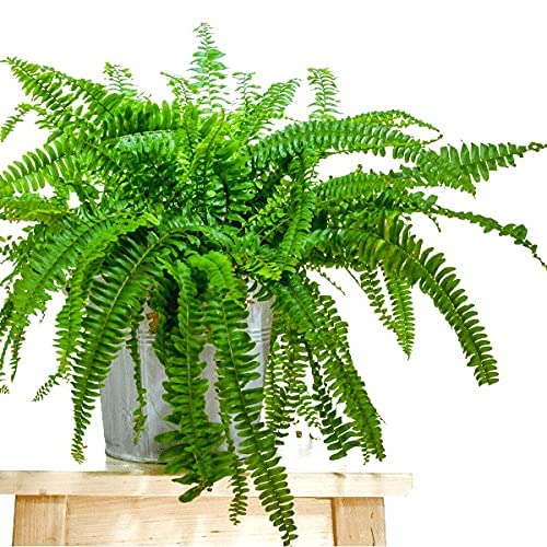Royal Gardens Fern Live Plant (Green)