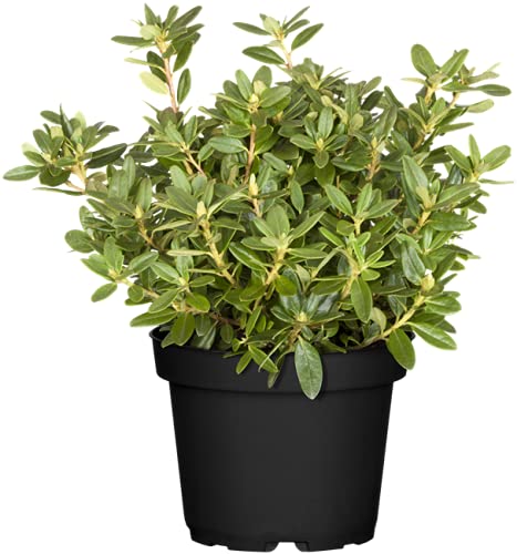 blaukorn thuja 5Kg Blaukorn/Volldünger für sämtliche Gartenkulturen main image 0