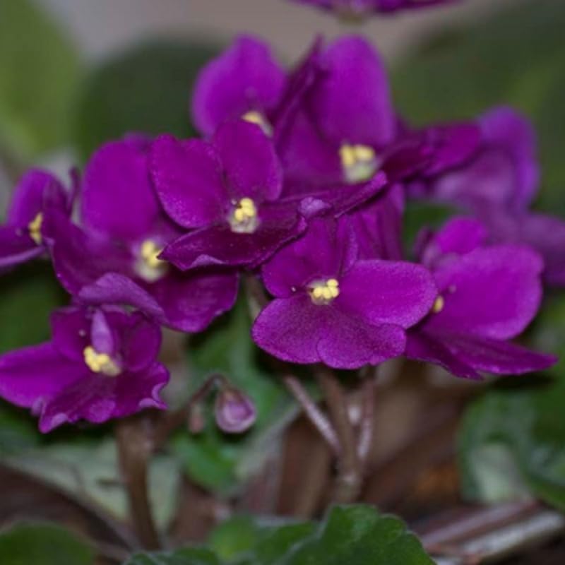 Miniatura 3 de Planta violeta africana morada, plantas vivas de violeta africana perenne en maceta de 4 pulgadas, plantas vivas de violetas para jardín interior