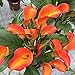 8 pezzi Orange Calla Lily Bulbi Piantare all'aperto Fiori unici perenni Bonsai Decorazione da giardino all'aperto Adatto per la disposizione dei fiori Bouquet da sposa