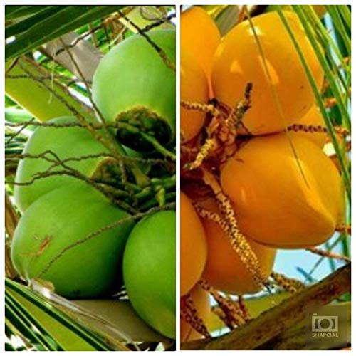 Arlo Hybrid Rare Coconut Live Plant Dwarf Coconut Live Plant- " Yellow Malayan " Green Coconut Live Plant Kerala Nature Coconut Tree.
