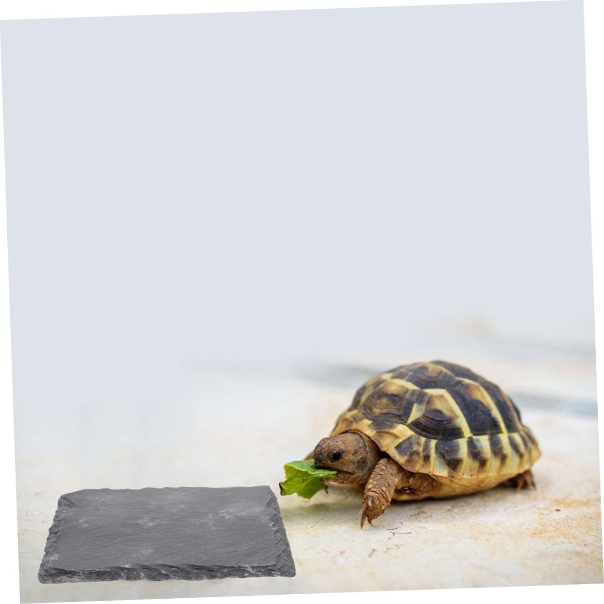 TOYANDONA 2 Stück Schildkröten Zubehör Sonnenplattform aus Schwarzem Felsen Multifunktionale Dekorative Schildkrötensteine für Aquarium und Reptilienbox
