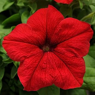 Caribou Seed Company: SUPERCASCADE Petunia Seeds 'RED' - Hanging Baskets, Very Large Blooms, Fresh Seed (30-35 Seeds)