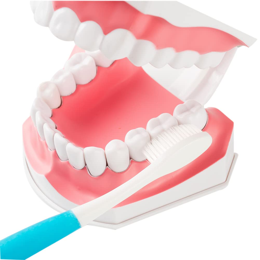Snapklik.com : Dental Teeth Model, Enlarged 2 Times Standard Size ...