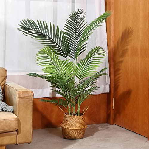 Areca Palme