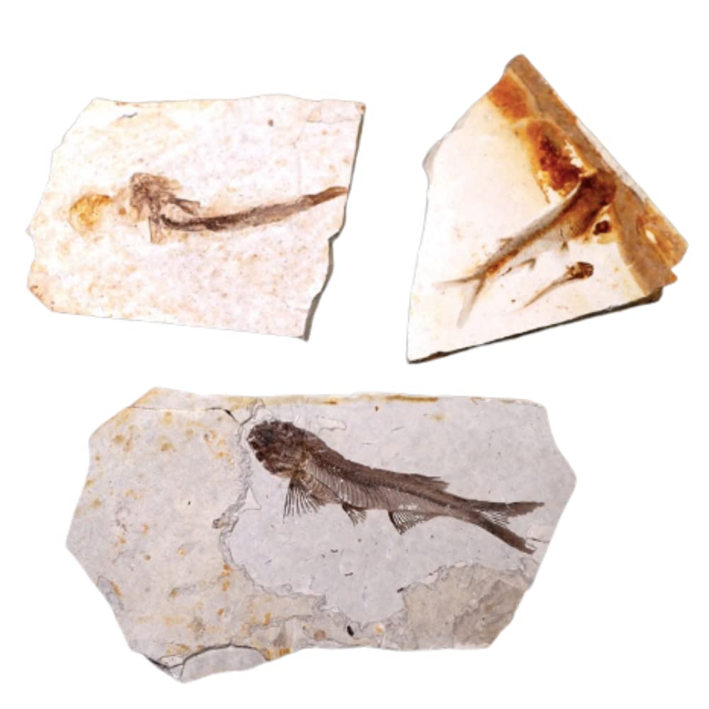 Amazon.com: Fish Fossils Real Rock Prehistoric Hand-Picked from