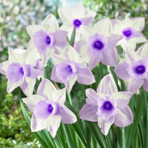 Daffodil/Narcissus Bulbs Easy-Care Elegance for Festive Decor & Year-Round Displays-2 Bulbs-D