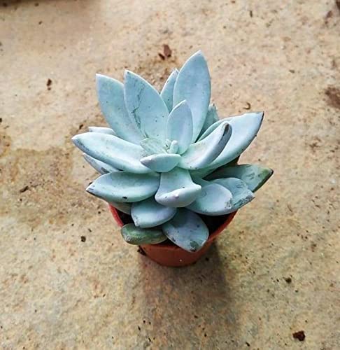 See full amazon price history chart for CAPPL Echeveria Blue Bird Small Succulent Plant (Qty 2 Plants) Rare, Indoor, Decorative, Dining Table, Corner, Balcony, Garden CAPPL Echeveria Blue Bird Small Succulent Plant (Qty 2 Plants) Rare, Indoor, Decorative, Dining Table, Corner, Balcony, Garden (B0B5RF5PYL) Amazon Price History, Amazon Price Tracker