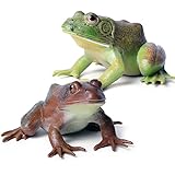 SCAHOW Realistic Tree Frog Figure Plastic Hand Painted Bullfrog Figurine Educational Rubber Animal Model Toys for Kids Children