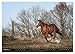 Faszination Western Horses (Wall Calendar 2026 DIN A2 Landscape), CALVENDO Monthly Calendar: Western Horses in Their All Beauty