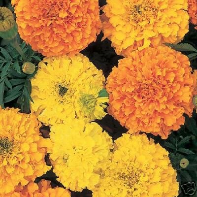 African Marigold - CRACKERJACK Mixed - 19,00 Flower Bulk