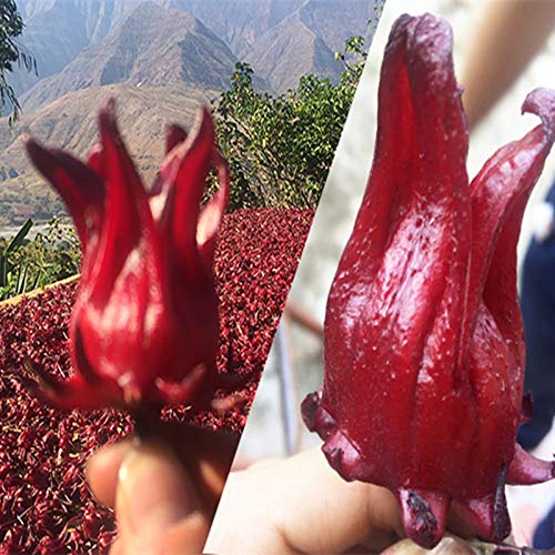 500g (1.1LB) Cuidado de la salud Té de roselle natural Té de hibisco Té de hierbas secas Té de hierbas té perfumado Té… - Imagen 8