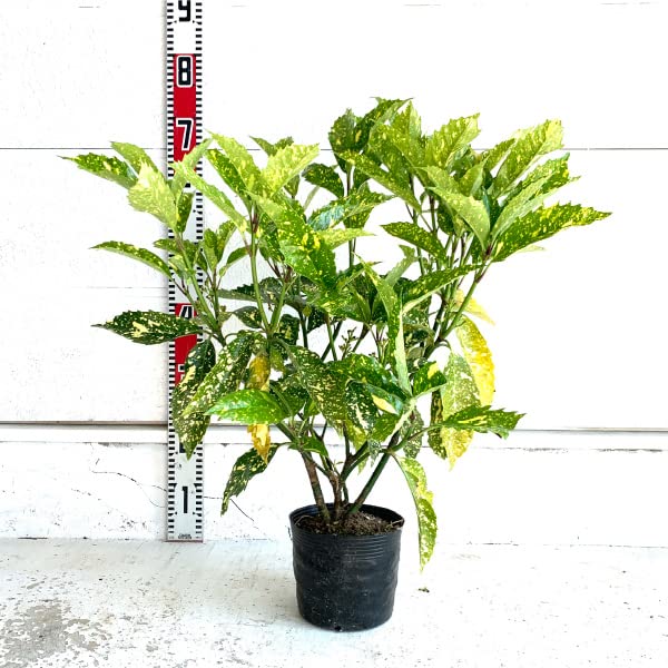 Amazon.co.jp: ［ソラニワ］［生産者直送］斑入りアオキ 樹高約50cm