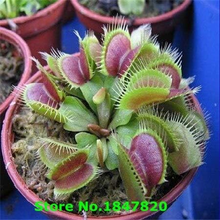 Amazon 赤 熱い販売100ピース鉢植え食虫植物種子ディオネアmuscipulaジャイアントクリップ金星ハエトリソウ種子 花 Amazon 赤 熱い販売100ピース鉢植え食虫植物種子ディオネアmuscipulaジャイアントクリップ金星ハエトリソウ種子 花