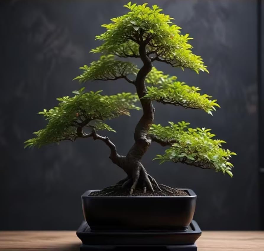 Blackskin Willow Bonsai Tree Cutting to Grow - Rare Black Branches Make Excellent Bonsai