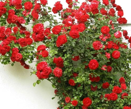 Image of Rare Red Climbing Rose Live Plant with Pot | Original Grafted Fragrant Red Rose Creeper | Fast Growing Flowering Climbing Vine for Home Garden Balcony Terrace Fence Wall Outdoor Decor | Pack of 1