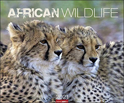 Preisvergleich Produktbild African Wildlife Kalender 2021