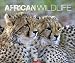 Produktbild African Wildlife Kalender 2021