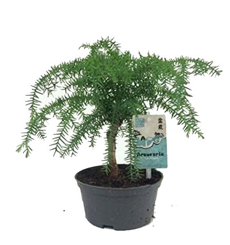 malus domestica bonsai Dwarf Ruixue Apple Bonsai Tree  Time in Pot