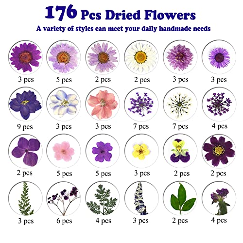 Flores prensadas secas naturales 176 piezas para manualidades miniatura 5