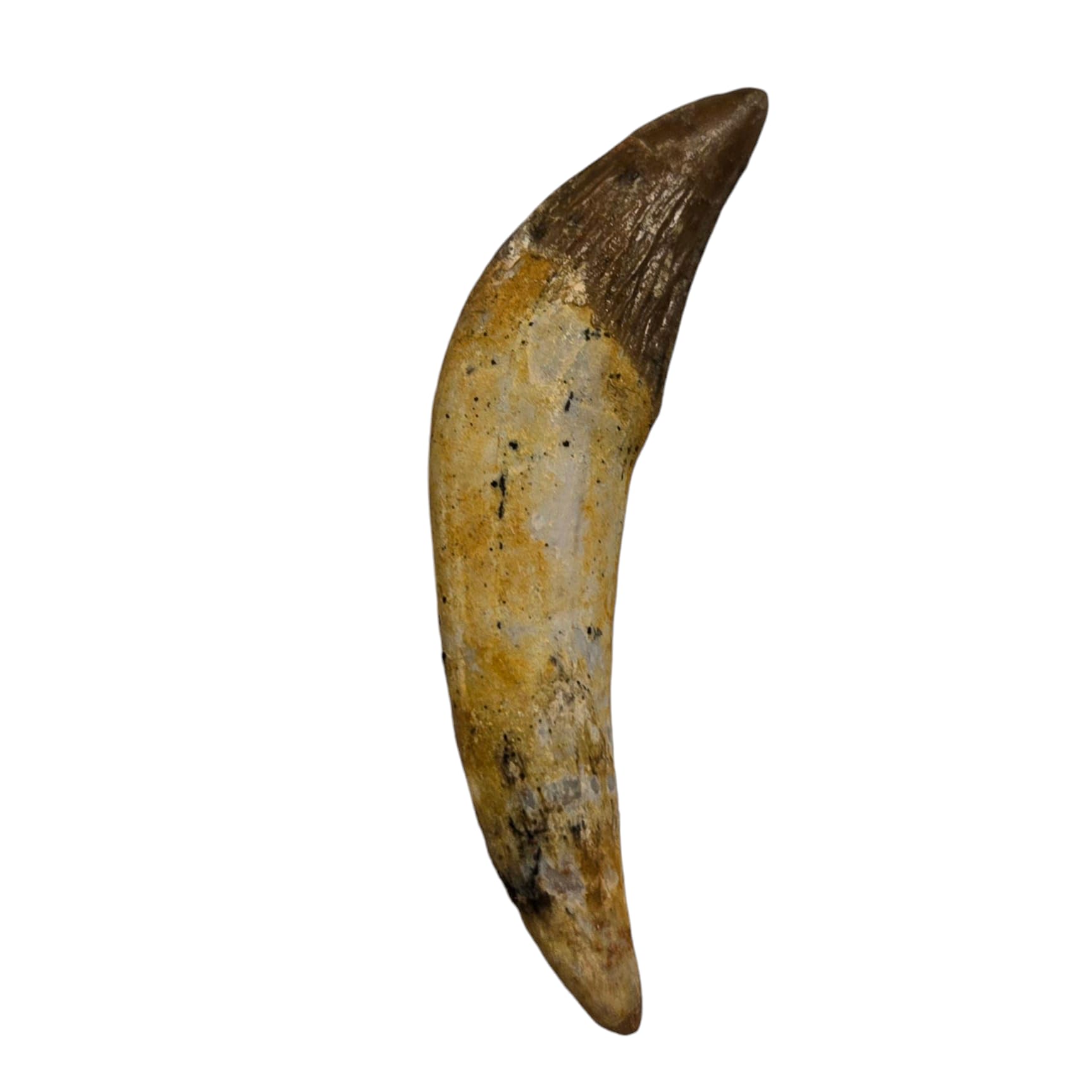 Basilosaurus Zeuglodon Mammifère Pierre minérale fossile de guérison Cristal fossiles