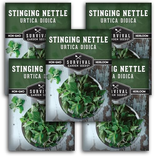 Stinging Nettle Seeds for Planting - Urtica Dioica Medicinal Herb & Edible Perennial - Common Nettle for Tea Cooking & Wellness - Heirloom Non-GMO - Survival Garden Seeds (5 Packs)