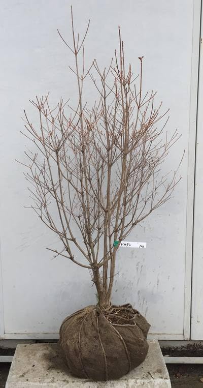 現ドウダンツツジ 樹高1.1m(根鉢含まず)102灯台躑躅/どうだんつつじ/生垣/苗木/植木/庭木/生け垣/シンボルツリー/落葉/紅