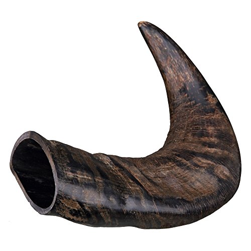 TX-27743 Buffalo Chewing Horn Large – Ansicht 2
