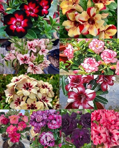 Generic DPEYARO0 Bonsai Adenium Plant, Multicolor, Pack of 10 - Image 2